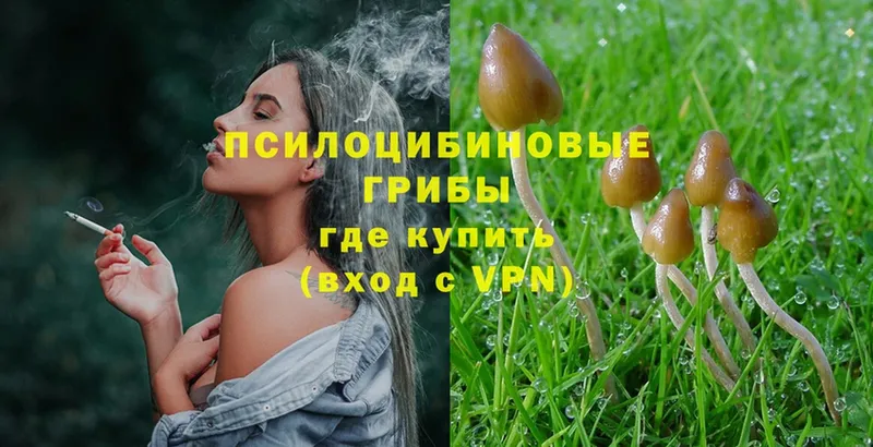 Псилоцибиновые грибы Psilocybe  Калач 